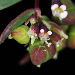 EUPHORBIACEAE - Euphorbia hyssopifolia
