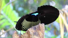 Victoria's Riflebird 'Bird of Paradise'