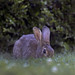 Seattle_Rose Garden_Rabbit_Animal