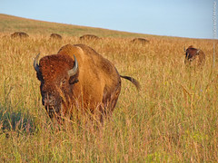 Bison at Tallgrass Prairie