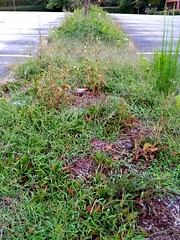 neglected median