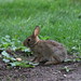 Bunny on Campus (August 1st, 2017)
