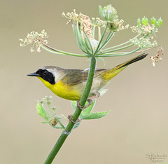 Common yellowthroat warblers