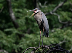 Sweltering Heron