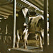 Toy Milk Film Camera - Cows 2