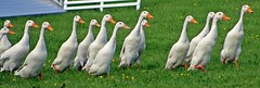 Duck Herding - Devon County Show - May 2017