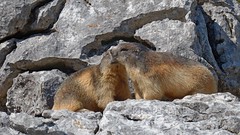 2017-07-30 Marmottes  - En Vercors