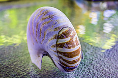 HDR Nautilus Shell