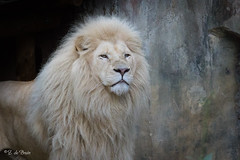 Lions | Leeuwen