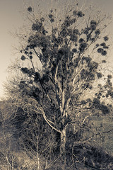 Tree's story