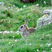 Rabbit, Skomer Island