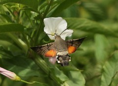 Moths Italy
