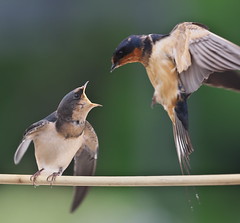 Barn Swallow Feeding Sequence