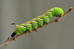 Butterfly caterpillars and chrysalis - Housenky