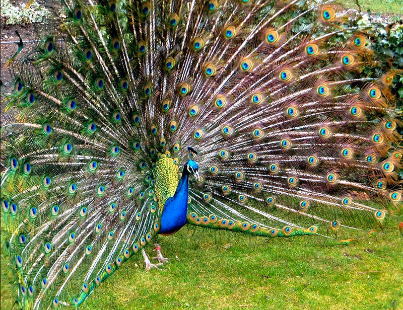 A peacock strutting his stuff at Warwick Castle. Credit pjs2005, flickr