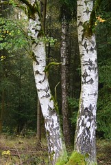 Birch trees (2)