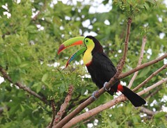 2017 oiseaux du Panama - Birds of Panama 