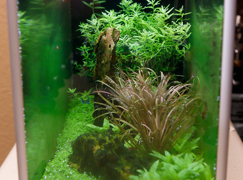 aquarium covered in gsa green spot algae