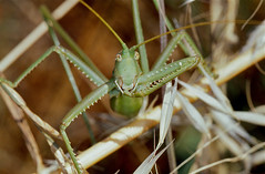 Common Predatory Bush-cricket (Saga pedo)