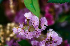 Spring dry purple flowers.  #purple #spring #destinomoldova #dry #flowers #colourful #canon #beautiful #garden