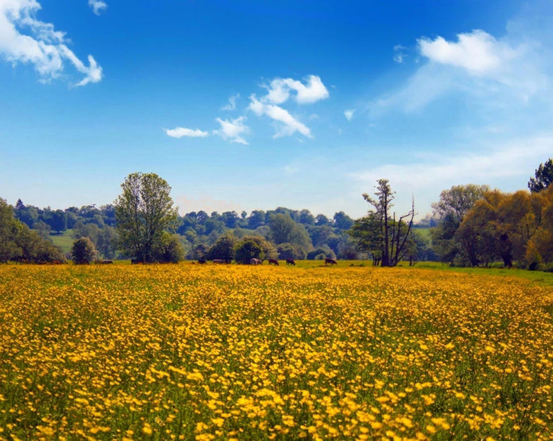 A buttercup field in Dedham, Essex. Credit Keven Law, flickr