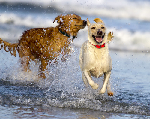 Dog splash!