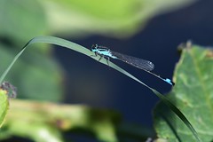 Libellules et demoiselles / Dragonflies and damselflies