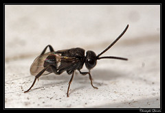 Hymenoptera/Evaniidae