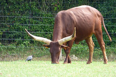 Cerza Zoo - watusi