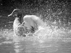 Ducks and water birds e.t.c.