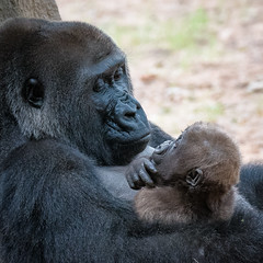 Zoo Atlanta Primates