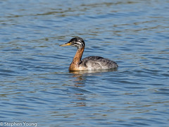 Red Necked Grebe Juvenile