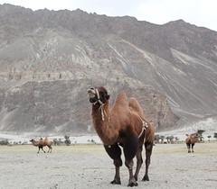 Nubra Valley Camel Ride