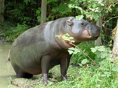 Cerza Zoo - pygmy hippopotamos. (3)