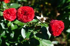 Out of Rosenheim rose at Peggy Rockefeller Rose Garden - New York Botanical Garden, Bronx, NYC
