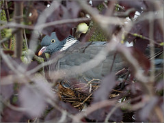 Woodpigeons' nest