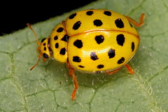 Joaninhas - Ladybugs