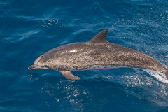 Avistamiento de delfines Costa de Mogán Delfín Moteado Stenella frontales