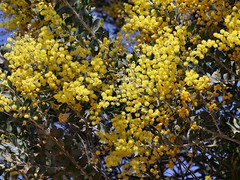 FABACEAE-MIMOSOIDEAE - Acacia podalyriifolia