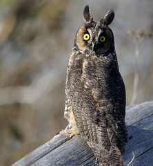 Hibou moyen Duc / Long-eared Owl