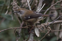Tasmanian Endemic Birds