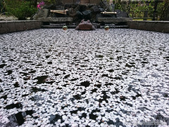 Cherry Blossom At Ornamental Water Feature
