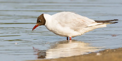 Guincho-comum / Black-headed gull (Larus ridibundis)