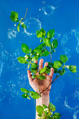 Hand holding leaves and spring flowers in water splash