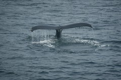 Boston Harbor Cruises - New England Whale Watch