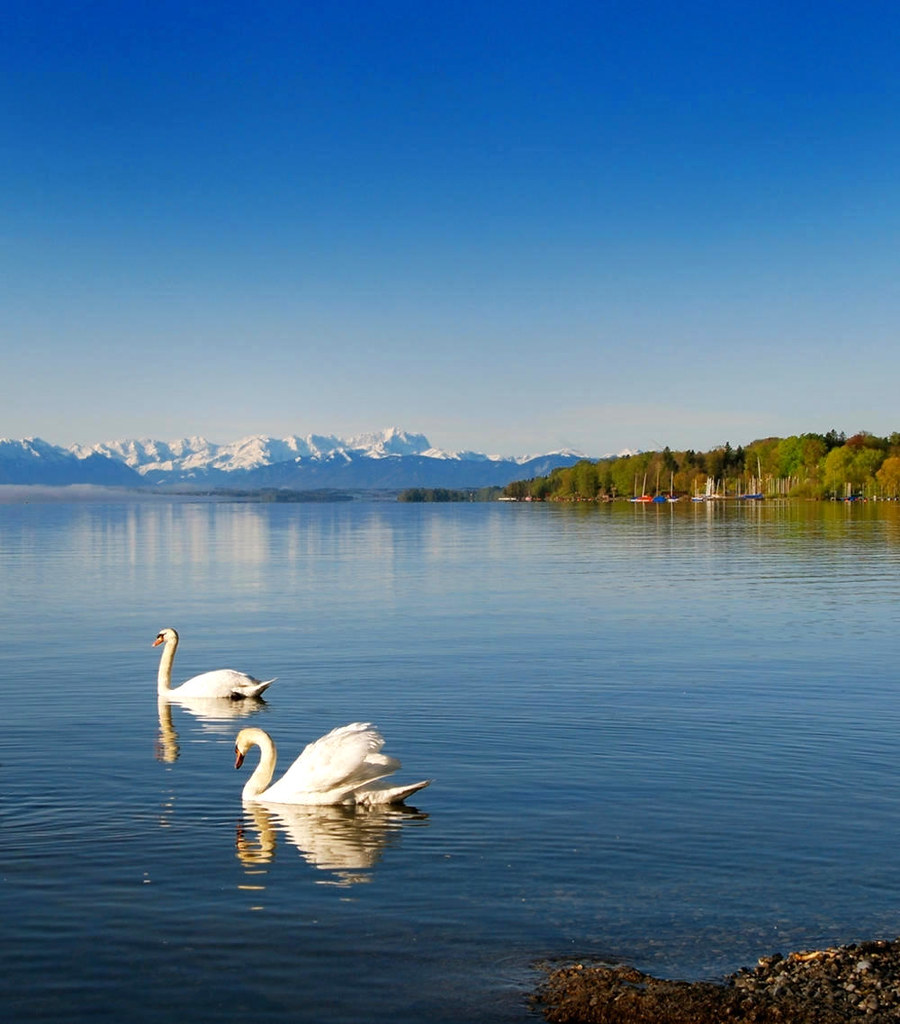 Swan on Lake Starnberg. Credit Boschfoto