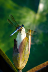 Perched on a Lily