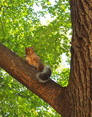 Squirrels Washington DC 