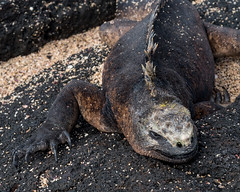 Galapagos - Faces of the Galapagos