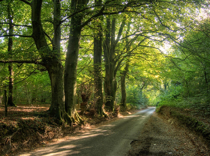 Road through the Crab Wood, near Winchester, UK. Credit Neil Howard, flickr